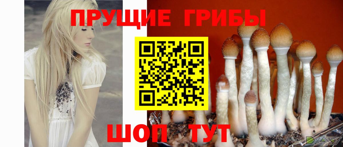 Рязань  Галлюциногенные грибы Cubensis  Вход с VPN 